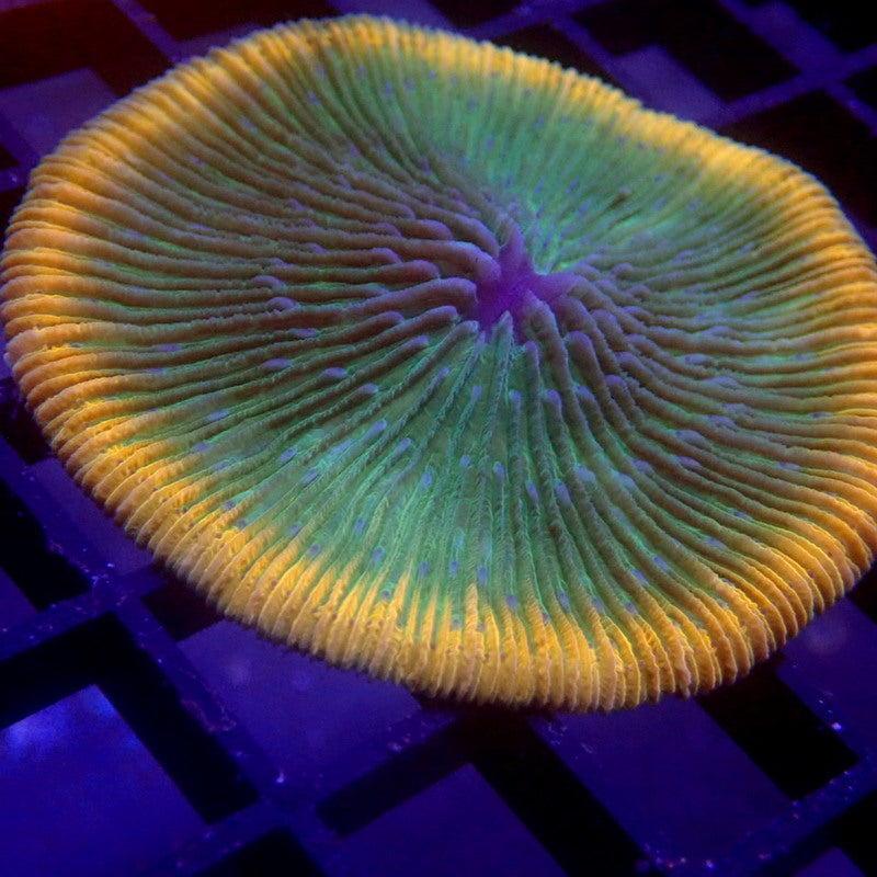 UNIQUE Green with Orange Rim Plate Coral WYSIWYG #62