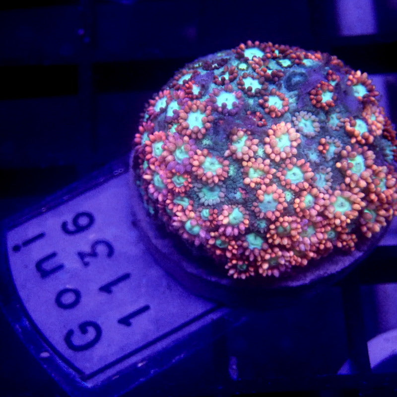 Pink Goniopora Large Frag WYSIWYG Goni 1136
