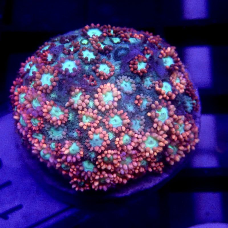 Pink Goniopora Large Frag WYSIWYG Goni 1136
