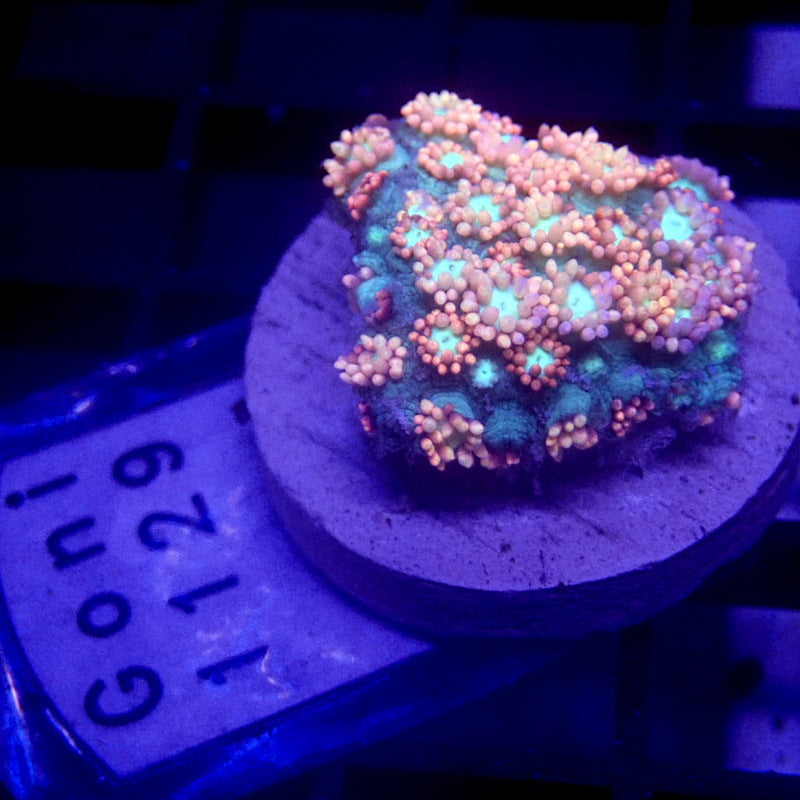 Pink Goniopora Coral WYSIWYG Goni 1129