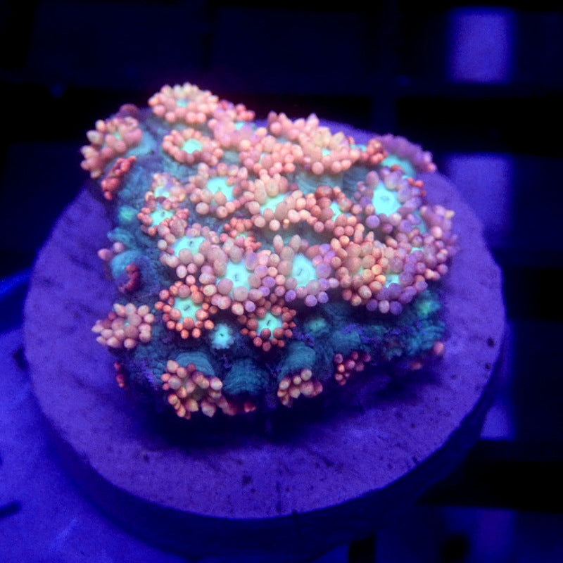 Pink Goniopora Coral WYSIWYG Goni 1129