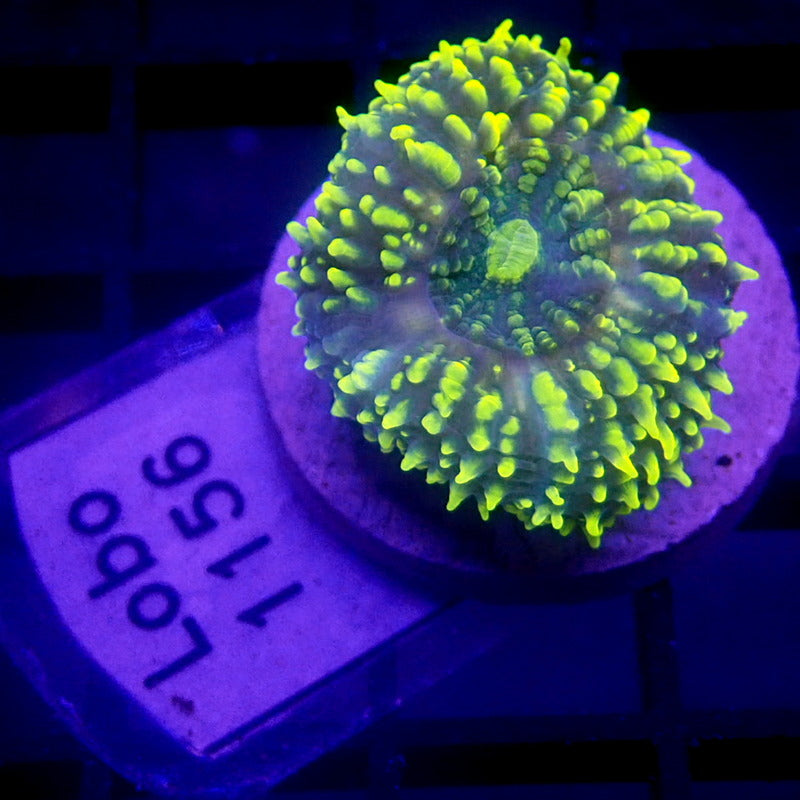 Bright Yellow Lobophyllia Small WYSIWYG Lobo 1156