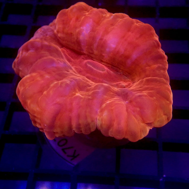 Red Cynarina Coral Medium WYSIWYG K7077