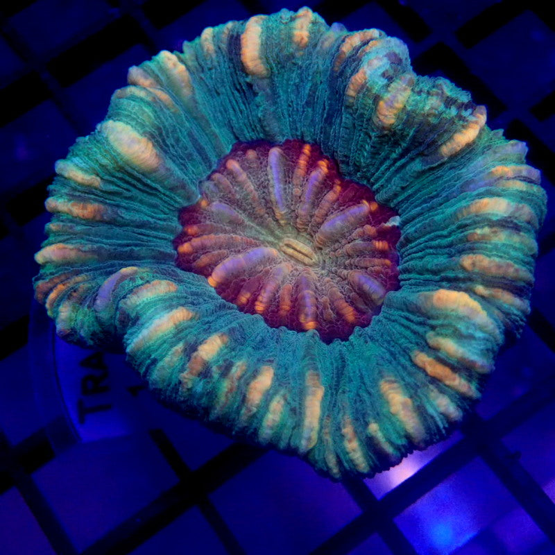 UNIQUE Purple Mouth Trachyphyllia WYSIWYG Trachy 1152
