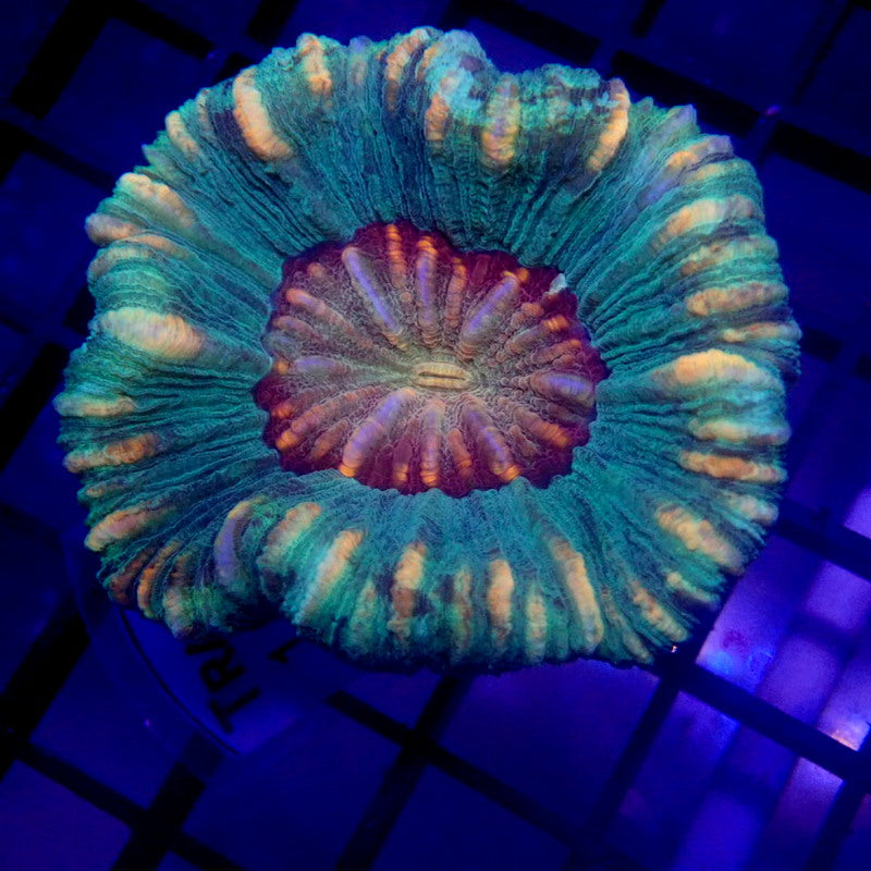 UNIQUE Purple Mouth Trachyphyllia WYSIWYG Trachy 1152
