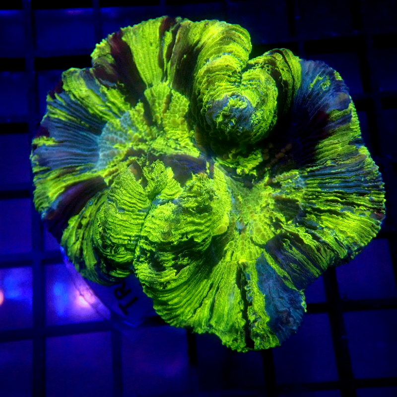HIGHLIGHTER Trachyphyllia WYSIWYG Trachy 1167