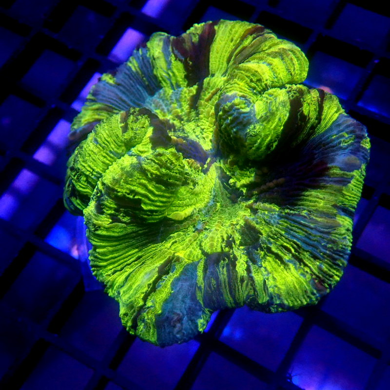 HIGHLIGHTER Trachyphyllia WYSIWYG Trachy 1167