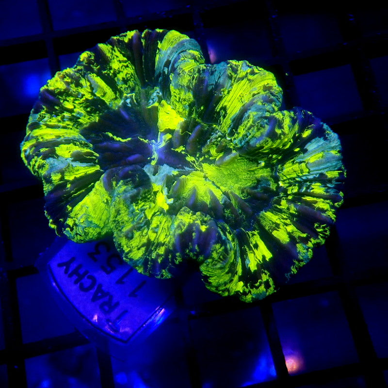 HIGHLIGHTER Trachyphyllia WYSIWYG Trachy 1153