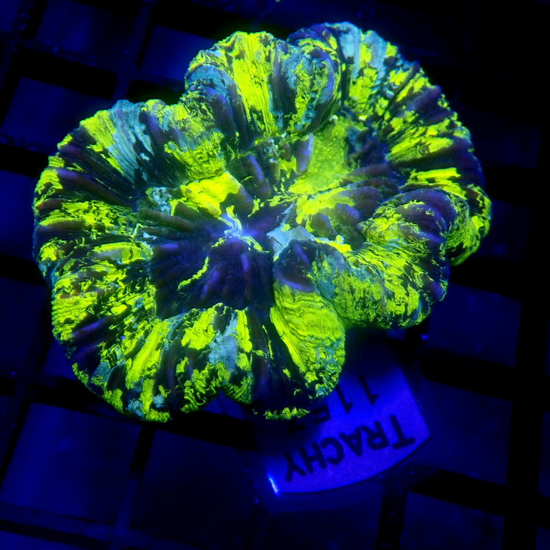 HIGHLIGHTER Trachyphyllia WYSIWYG Trachy 1153