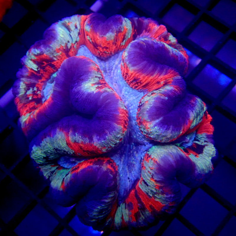 RARE COLOR Wellsophyllia LARGE WYSIWYG Trachy 1145