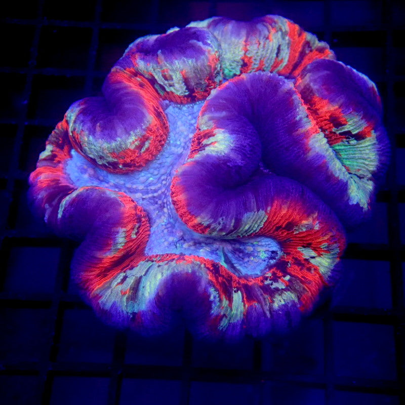RARE COLOR Wellsophyllia LARGE WYSIWYG Trachy 1145