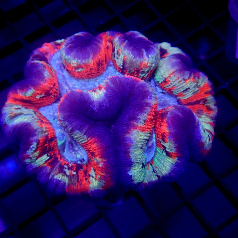 RARE COLOR Wellsophyllia LARGE WYSIWYG Trachy 1145