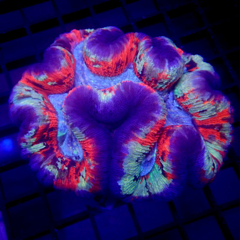 RARE COLOR Wellsophyllia LARGE WYSIWYG Trachy 1145