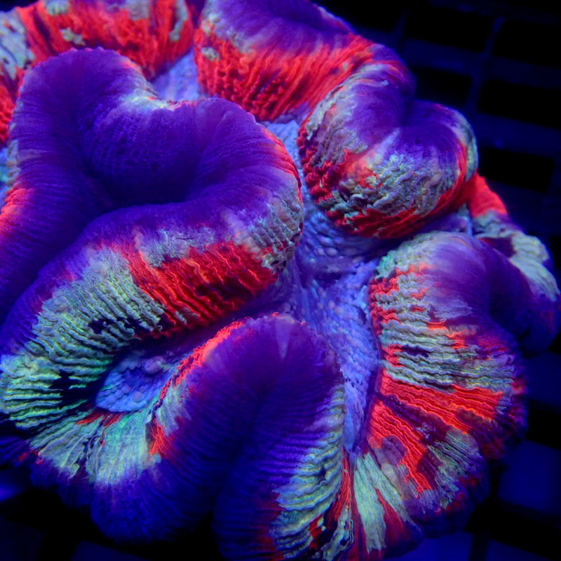 RARE COLOR Wellsophyllia LARGE WYSIWYG Trachy 1145