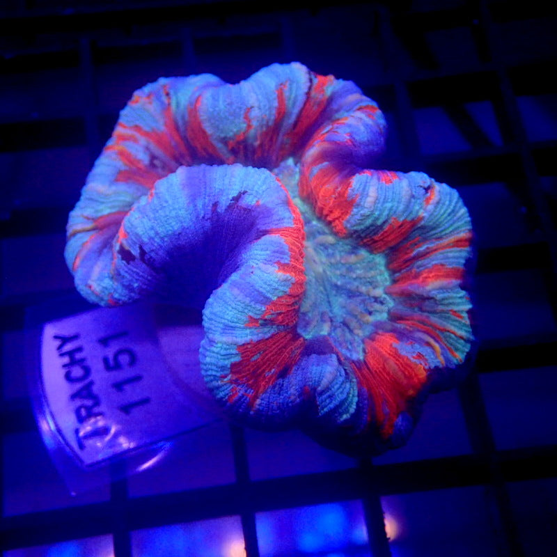 UNIQUE Blue & Red Trachyphyllia WYSIWYG Trachy 1151