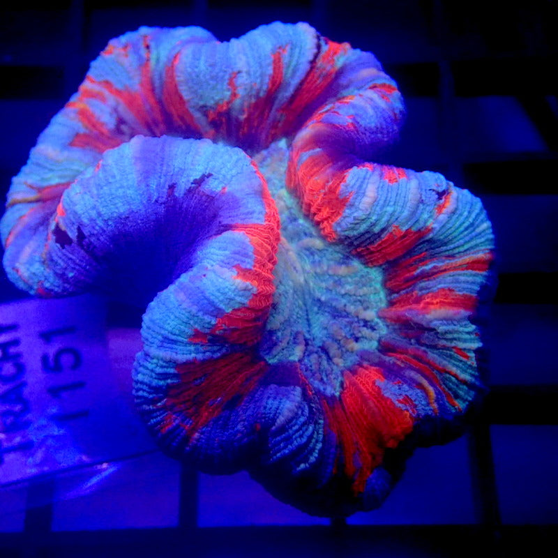 UNIQUE Blue & Red Trachyphyllia WYSIWYG Trachy 1151