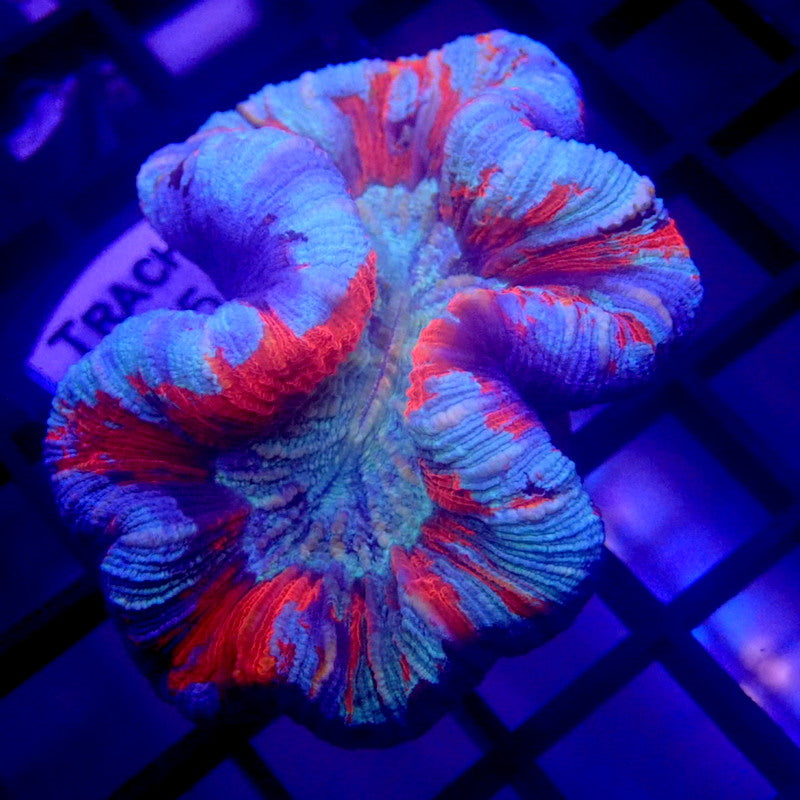 UNIQUE Blue & Red Trachyphyllia WYSIWYG Trachy 1151