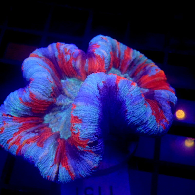 UNIQUE Blue & Red Trachyphyllia WYSIWYG Trachy 1151