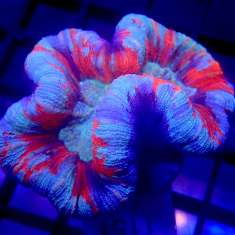 UNIQUE Blue & Red Trachyphyllia WYSIWYG Trachy 1151