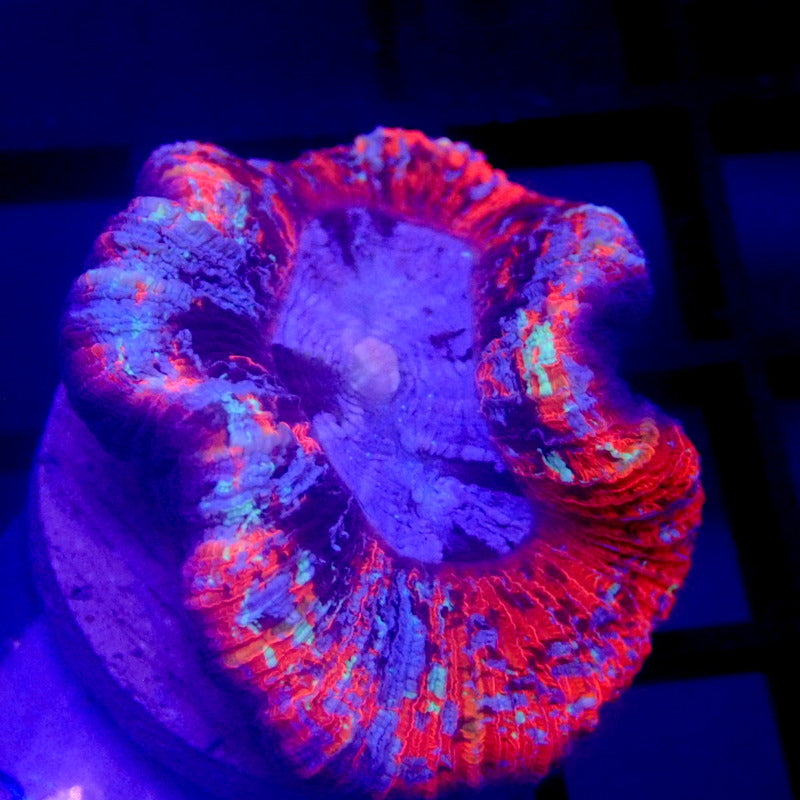 ULTRA RAINBOW Trachyphyllia SMALL WYSIWYG Trachy 1118