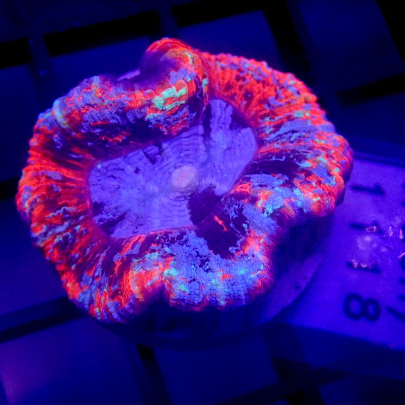 ULTRA RAINBOW Trachyphyllia SMALL WYSIWYG Trachy 1118