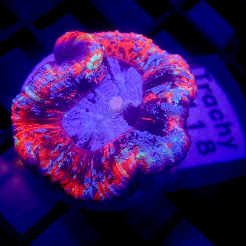 ULTRA RAINBOW Trachyphyllia SMALL WYSIWYG Trachy 1118