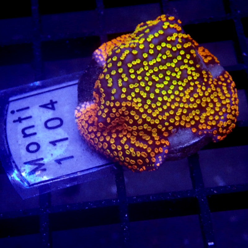 Rainbow Montipora Coral WYSIWYG Monti 1104