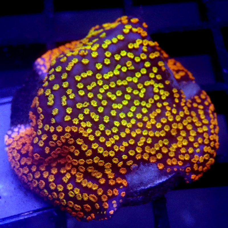 Rainbow Montipora Coral WYSIWYG Monti 1104