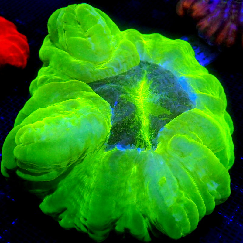 Neon Green Cynarina Coral LARGE WYSIWYG Cyna 1119