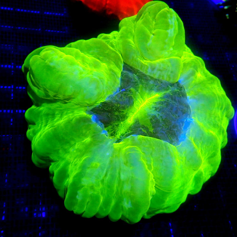 Neon Green Cynarina Coral LARGE WYSIWYG Cyna 1119
