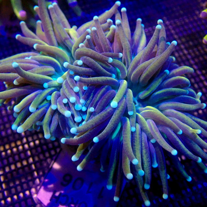 Ultra Gold Torch Coral (SPLITTING!) WYSIWYG Torch 1106 Indigo Corals