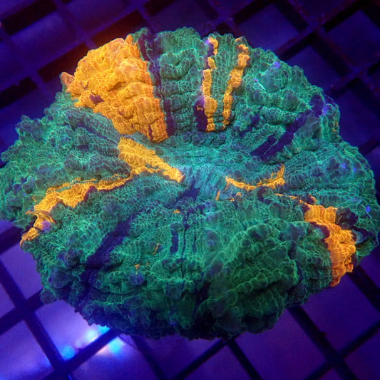 Green, Orange, & Blue Acanthophyllia Meat Coral WYSIWYG A6014