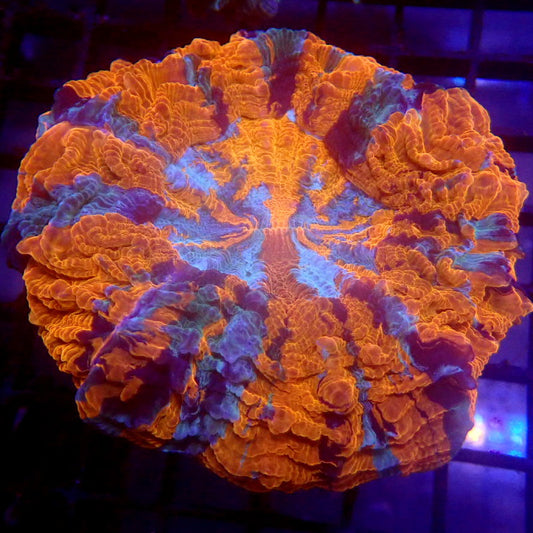 Orange & Blue Acanthophyllia Meat Coral WYSIWYG A7063