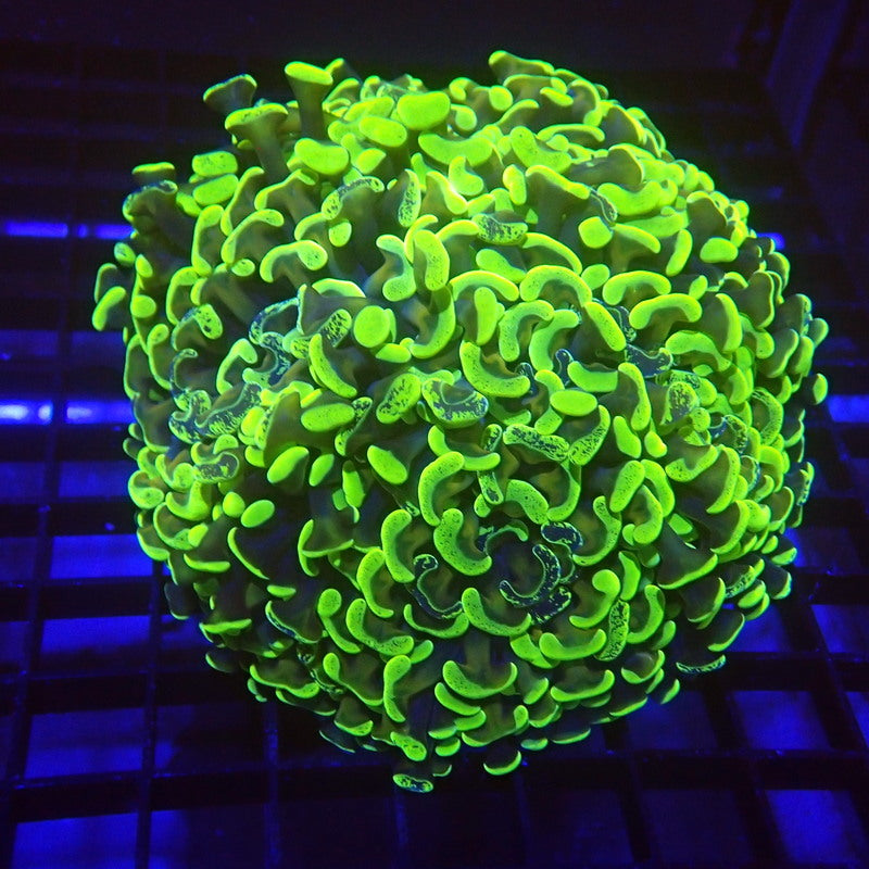 UNIQUE Gold Stem Neon Splatter Tip Hammer Coral WYSIWYG Hammer 1134