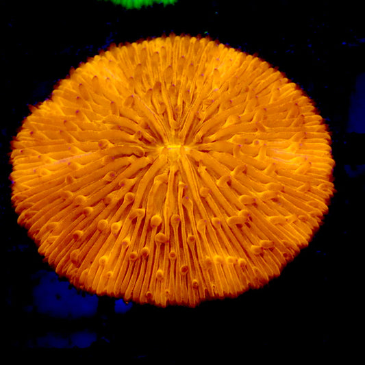 NEON Orange Plate Coral WYSIWYG F3127