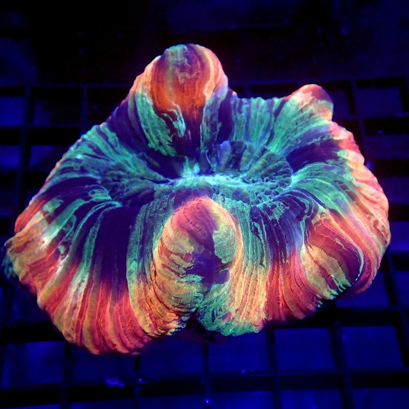 Rainbow Trachyphyllia Brain Coral WYSIWYG Trachy 1139