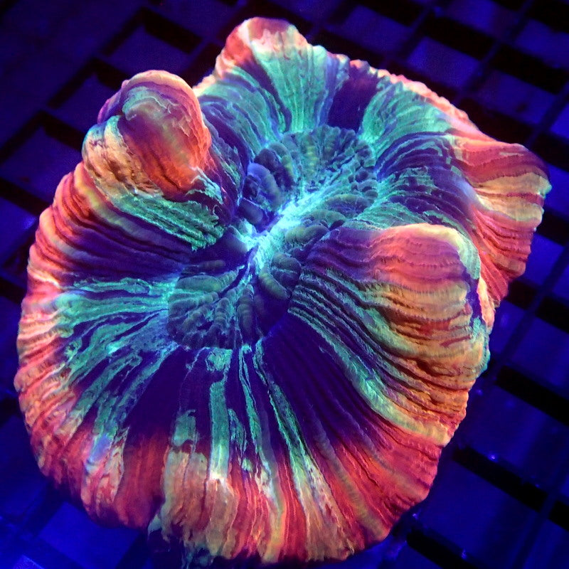Rainbow Trachyphyllia Brain Coral WYSIWYG Trachy 1139