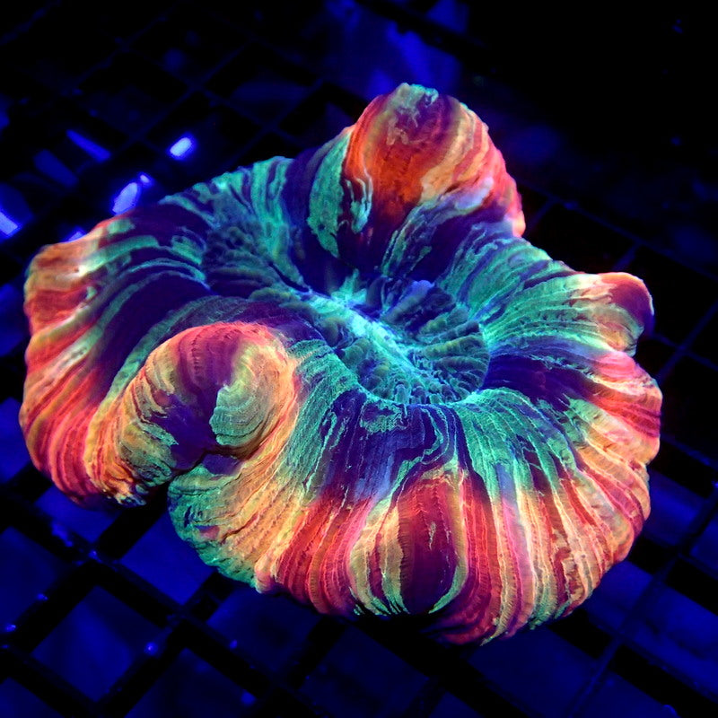 Rainbow Trachyphyllia Brain Coral WYSIWYG Trachy 1139