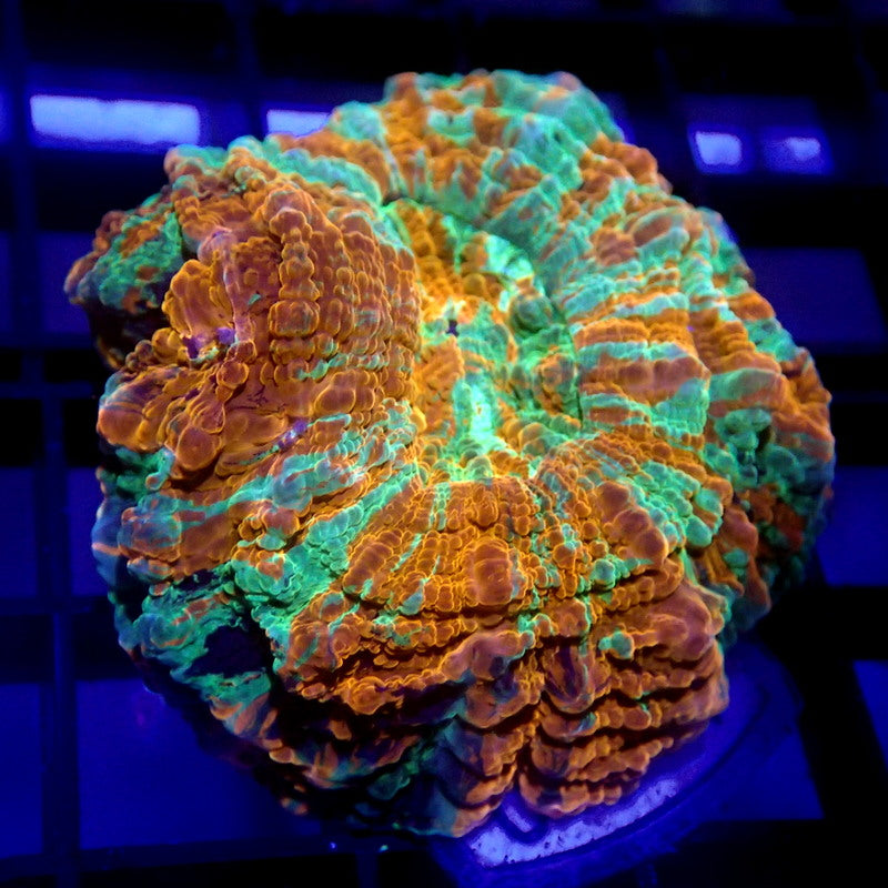 MINI Acanthophyllia Meat Coral 1.5" WYSIWYG A6010