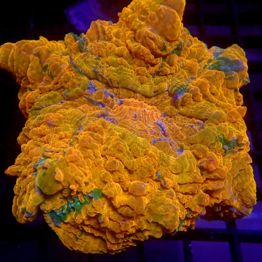 BRIGHT Orange & Green Acanthophyllia Meat Coral WYSIWYG A7049