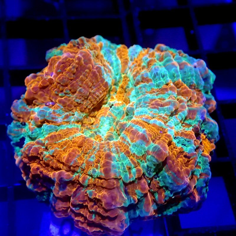 MINI Acanthophyllia Meat Coral 1.5" WYSIWYG A6010