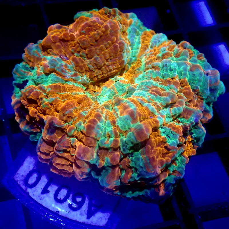 MINI Acanthophyllia Meat Coral 1.5" WYSIWYG A6010