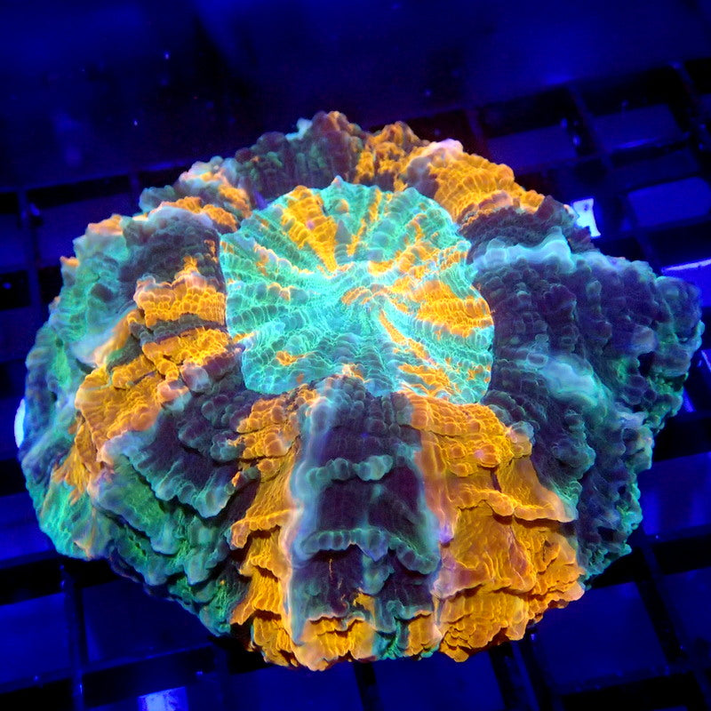 Orange & Green Acanthophyllia Meat Coral WYSIWYG A7058