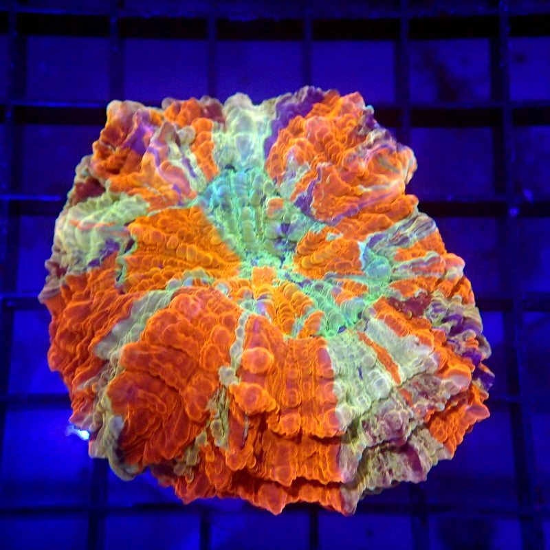 Unique Purple Stripe Acanthophyllia Meat Coral WYSIWYG A6027