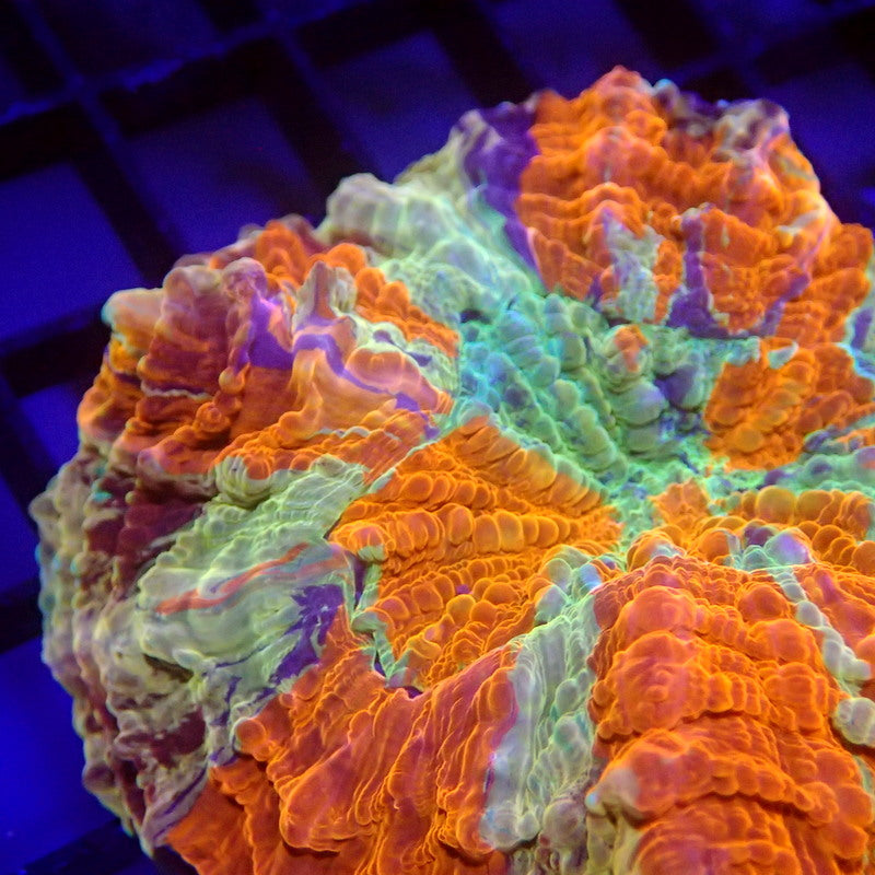 Unique Purple Stripe Acanthophyllia Meat Coral WYSIWYG A6027