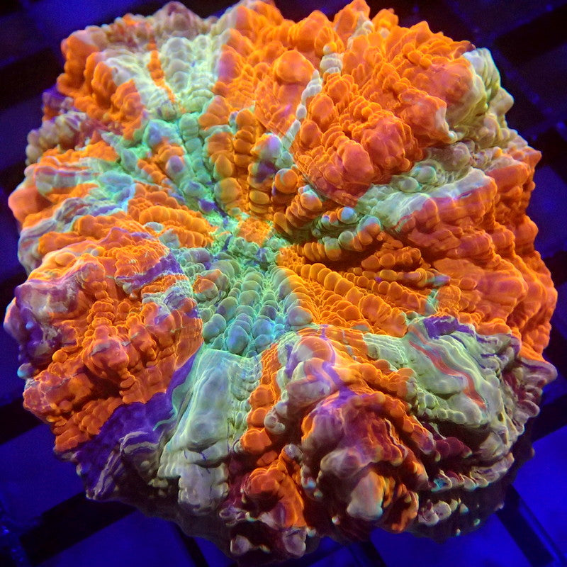 Unique Purple Stripe Acanthophyllia Meat Coral WYSIWYG A6027
