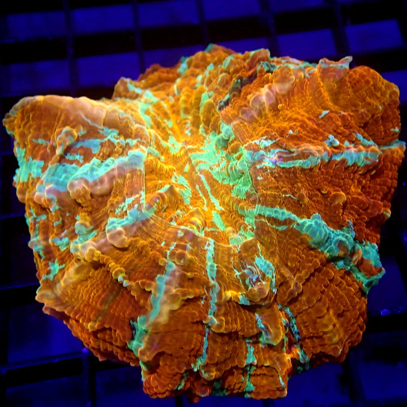 Orange & Green Acanthophyllia Meat Coral WYSIWYG A7047