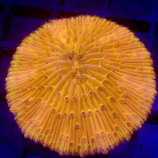 Neon Orange Plate Coral WYSIWYG F3188