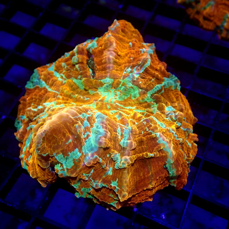 Orange & Green Acanthophyllia Meat Coral WYSIWYG A7047