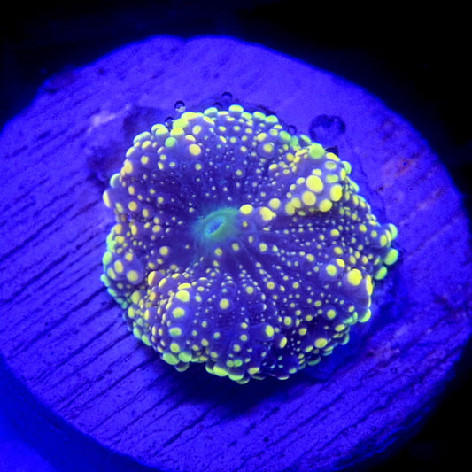 Orange Yuma Mushroom WYSIWYG Yuma 1155